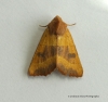 Centre-barred Sallow  Atethmia centrago 1 Copyright: Graham Ekins