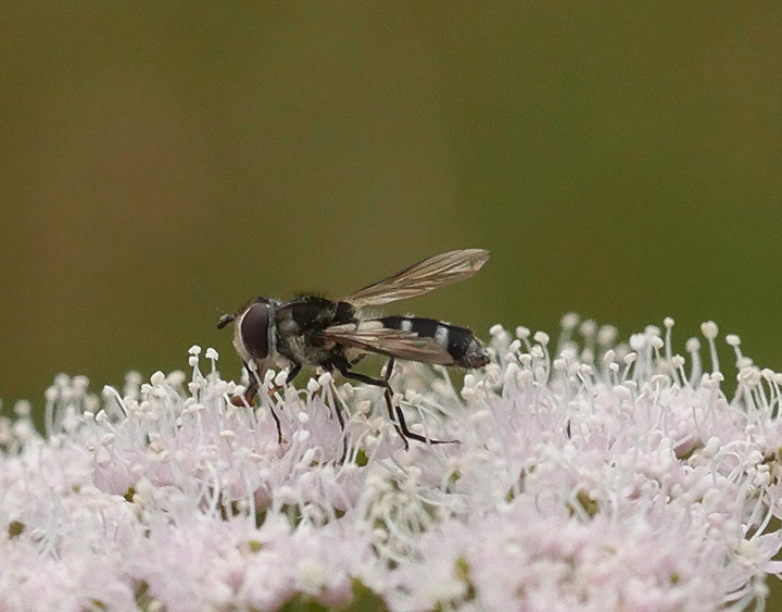 Leucozonia laternaria Copyright: Roger Payne