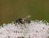 Leucozonia laternaria Copyright: Roger Payne