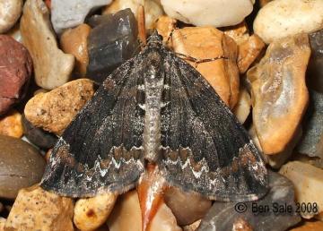 Common Marbled Carpet Copyright: Ben Sale