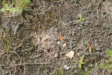 East Tilbury lichen heath