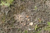 East Tilbury lichen heath