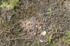 East Tilbury lichen heath 