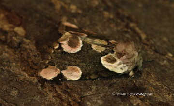 Peach Blossom  Thyatira batis Copyright: Graham Ekins