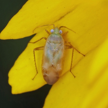 Lygus rugulipennis (teneral) Copyright: Graham Ekins