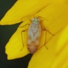 Lygus rugulipennis (teneral) Copyright: Graham Ekins