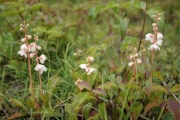 Pyrola rotundifolia Copyright: Peter Harvey