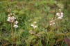 Pyrola rotundifolia 