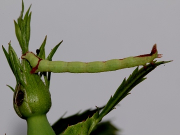 Streamer moth larva Copyright: Peter Furze