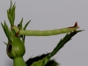 Streamer moth larva Copyright: Peter Furze