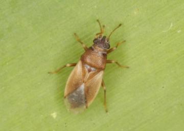 Cymus melanocephalus Copyright: Peter Harvey