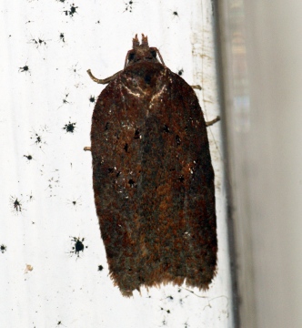 Acleris hastiana Copyright: Ben Sale