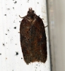 Acleris hastiana