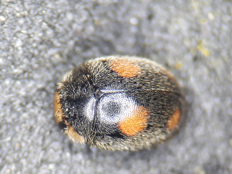 Platynaspis luteorubra Copyright: Adrian Knowles