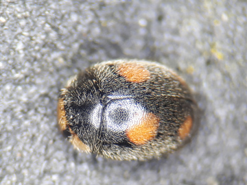 Platynaspis luteorubra Copyright: Adrian Knowles