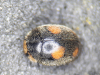 Platynaspis luteorubra 