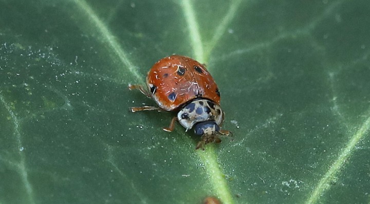 Adalia decempunctata (10-Spot Ladybird) 3 Copyright: Graham Ekins