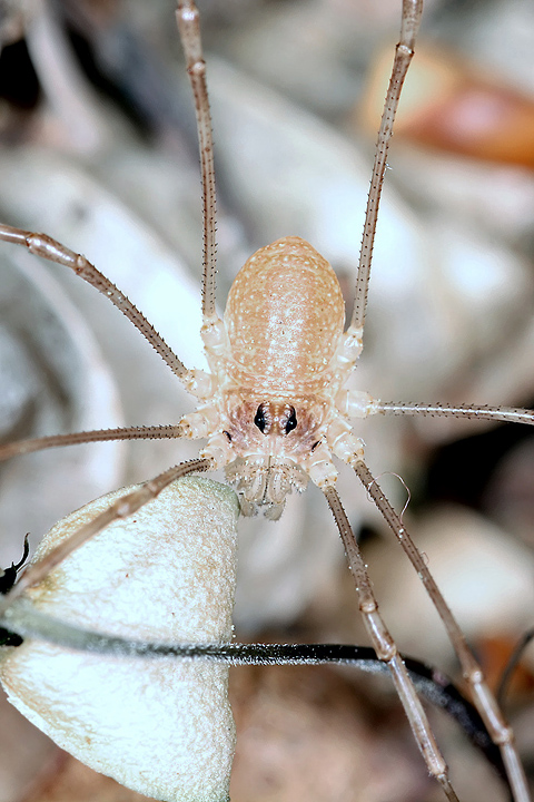 Rilaena triangularis - juvenile2 (1 May 2011) Copyright: Leslie Butler