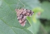 Nettle Tap Moth Anthophila fabriciana Copyright: Peter Pearson