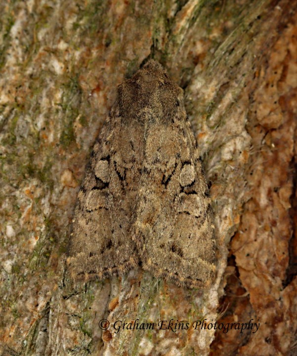 Dingy Shears   Apterogenum ypsillon Copyright: Graham Ekins