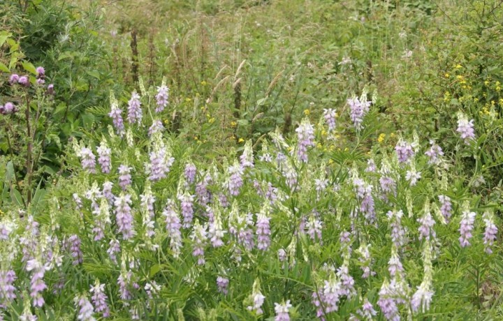 Goat's-rue Copyright: Peter Harvey