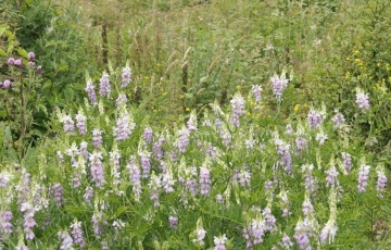 Goat's-rue Copyright: Peter Harvey