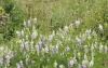 Goat's-rue Copyright: Peter Harvey