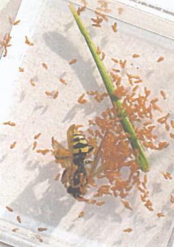 Oil Beetle larva 'mugging' a solitary bee Copyright: Steve Wilkinson