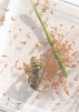 Oil Beetle larva 'mugging' a solitary bee 