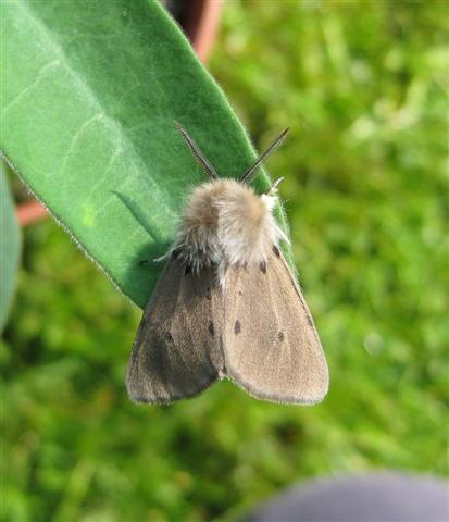 Muslin Moth. Copyright: Stephen Rolls