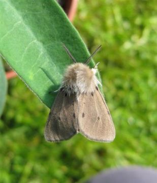 Muslin Moth. Copyright: Stephen Rolls