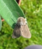 Muslin Moth. 