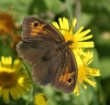 Meadow Brown (female) 