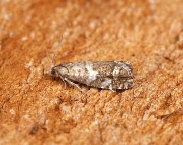 Epinotia fraternana Copyright: Ben Sale