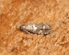 Epinotia fraternana