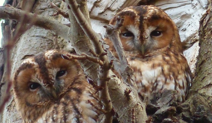 Tawny Owl 2 Copyright: Ralph Hancock