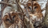 Tawny Owl 2 