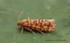 Lozotaeniodes formosana 1 Copyright: Graham Ekins