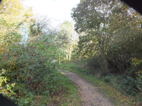 Looking north into the plantation from Highwoods Copyright: Peter Pearson 
