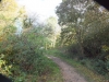 Looking north into the plantation from Highwoods