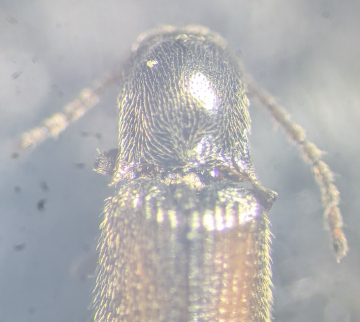 Agriotes pallidulus pronotum Copyright: Robert Smith
