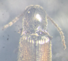 Agriotes pallidulus pronotum