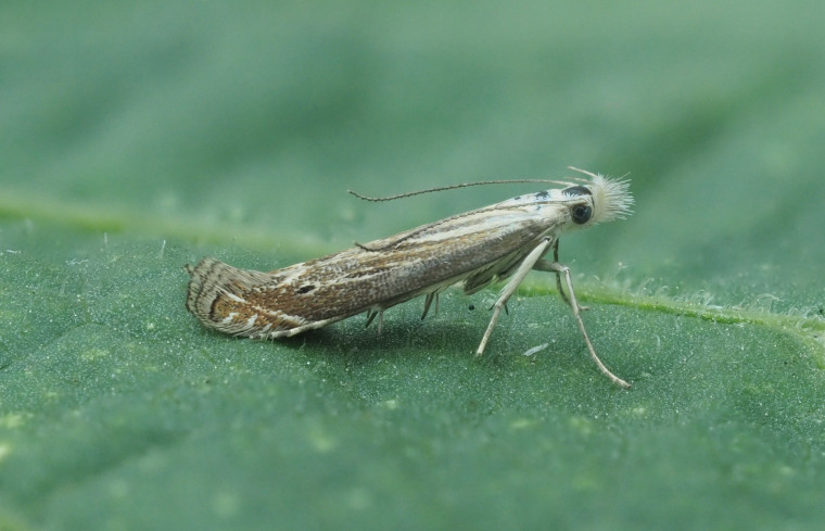 Isophrictis striatella Tansy Stem Borer Female GD Copyright: Gavin Price