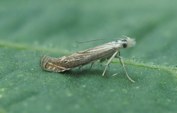 Isophrictis striatella Tansy Stem Borer Female GD Copyright: Gavin Price