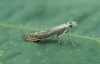 Isophrictis striatella Tansy Stem Borer Female GD