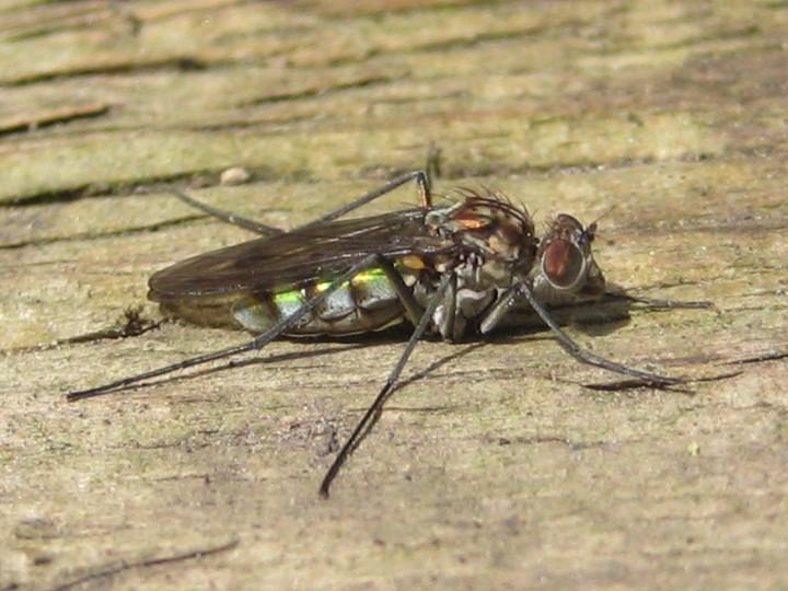 Liancalus virens Copyright: Russell Miller