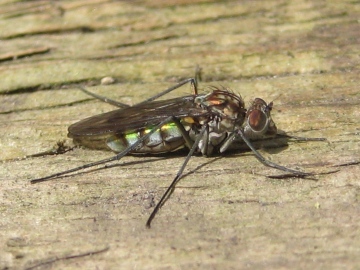 Liancalus virens Copyright: Russell Miller