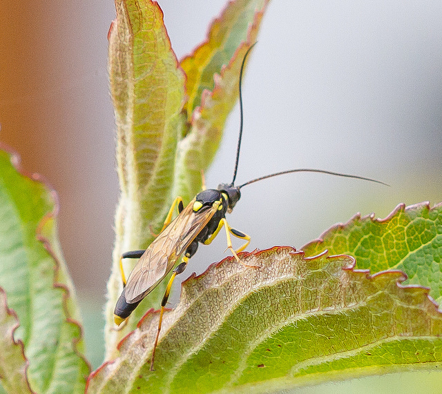 is this Amblyteles armatorius Copyright: Alan Shearman