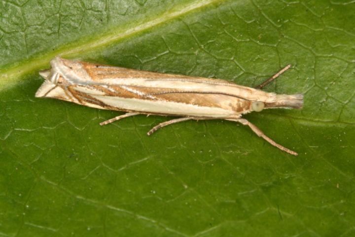 Crambus pascuella Copyright: Peter Harvey