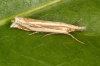 Crambus pascuella Copyright: Peter Harvey